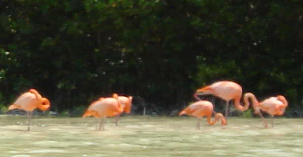 Flamingoes at Celestun