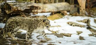 Snow Leopard